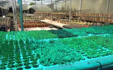 Hai vợ chồng sở hữu hơn 1000 giống xương rồng