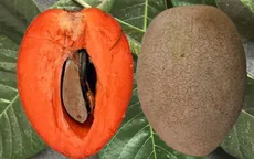 Hồng xiêm “siêu to” hút khách
