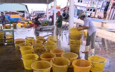 Kiên Giang: doanh nghiệp thủy sản mòn mỏi chờ nguyên liệu