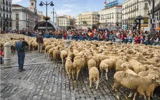 Độc đáo Lễ hội thả cừu trên đường phố thủ đô Tây Ban Nha