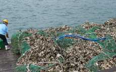 Vụ hàu bội thu ở Hàn Quốc