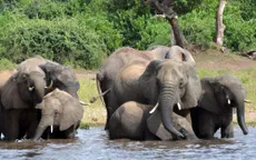 Hơn 100 con voi chết ở Botswana nghi do nhiễm bệnh than