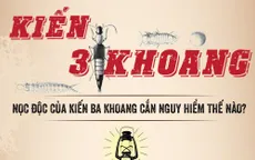 [Infographic] Nọc độc của kiến ba khoang nguy hiểm thế nào?