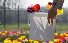 Hàng triệu du khách bị lừa khi mua củ hoa tulip Hà Lan