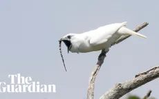 Loài chim lập kỷ lục có tiếng kêu to nhất thế giới