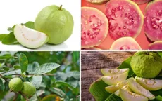 8 công dụng tuyệt vời của quả và lá ổi đã được chứng minh