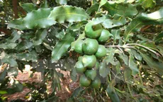 Đắk Lắk khuyến cáo người dân thận trọng phát triển cây macca