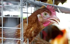 Hàn Quốc: Xuất hiện ca nghi nhiễm virus cúm gia cầm có thể gây tử vong ở người