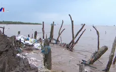 ĐBSCL mất gần 25.000ha rừng phòng hộ ven biển trong 10 năm qua