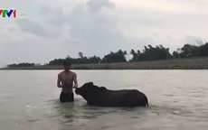 Người dân tỉnh Phú Yên đưa đàn bò vào bờ tránh bão