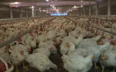 Nhập khẩu không phải là nguyên nhân chủ yếu gây giảm giá thịt gà tại Đông Nam Bộ