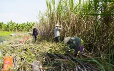 Nông dân trồng mía Hậu Giang gặp khó