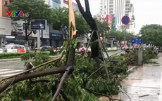 Nhiều cây cối ngã đổ sau bão ở Đà Nẵng