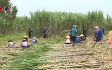 Ngành mía đường trước tình cảnh "Tiến thoái lưỡng nan"