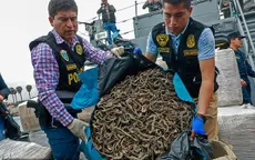 Peru bắt các đối tượng buôn lậu hơn 12 triệu con cá ngựa