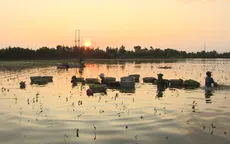 Về Mộc Hóa "săn" lộc trời