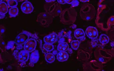 Thử nghiệm thành công bước đầu vi khuẩn kiềm chế virus sốt xuất huyết