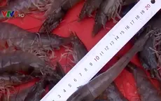 Người nuôi tôm ở ĐBSCL phấn khởi vì trúng mùa