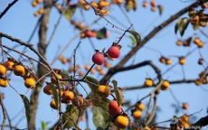 Nghệ An: Mất trắng mùa hồng