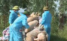 Nghệ An: Nguy cơ xóa sổ đàn lợn vì dịch