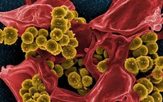 Đã tạo ra “siêu virus” tiêu diệt được siêu vi khuẩn kháng thuốc?
