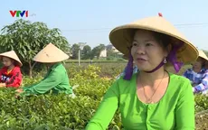 Trải nghiệm sản xuất chè tại chỗ - Sản phẩm du lịch độc đáo vùng đồi chè Tân Cương