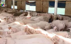Vì sao giá lợn hơi tăng cao kỷ lục?