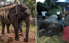 Voi Sri Lanka chết vì chở khách du lịch đến kiệt sức