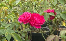 Nơi khai sinh hoa hồng Sa Đéc