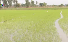 Miền Tây né mặn cho vụ Đông Xuân