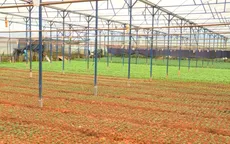 Nhà vườn Đà Lạt xuống giống vụ hoa Tết 2020