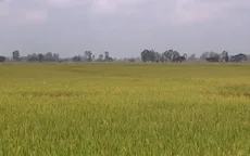 ĐBSCL lúa chất lượng có giá bán cao