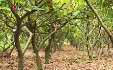 Phát triển ca cao gặp nhiều thách thức
