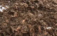 Làm nhang từ cây quao nước