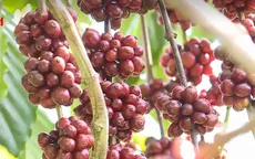 Nhiều hệ lụy từ thực trạng thiếu nhân công thu hái cà phê
