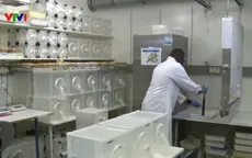 Triệt sản muỗi đực phòng ngừa sốt xuất huyết và các virus khác