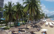 Rặng dừa giữ nét duyên cho đô thị biển Nha Trang