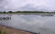 Bạc Liêu tăng cường bảo vệ môi trường nuôi tôm