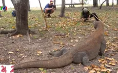 Đảo rồng Komodo “chỉ đón khách giàu” gây tranh cãi