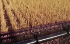 Giá các loại nông sản Mỹ giảm mạnh trong tuần qua