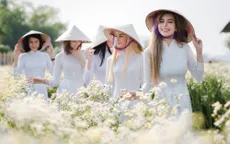 Cúc họa mi nở rộ, “đốn tim” cả các thiếu nữ trời Âu
