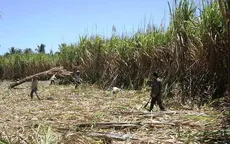 Tìm hướng đi mới cho vùng nguyên liệu mía