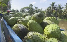 Nhà vườn Hậu Giang trúng mùa mãng cầu xiêm