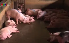 Giá lợn hơi duy trì ở mức ổn định