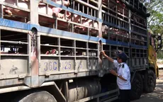 Tập trung ngăn chặn tình trạng vận chuyển lợn qua biên giới