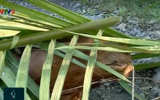 Bò chết hàng loạt vì bệnh lạ tại Vĩnh Long