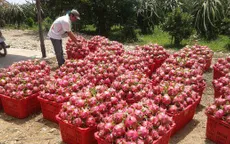 Giá thanh long nghịch vụ giảm sâu còn 6.000 đồng/kg