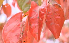 Ngỡ ngàng mùa lá đỏ trên phố núi Đà Lạt