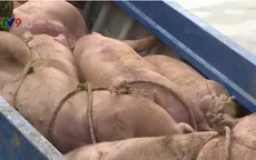 Nguy cơ lây lan dịch bệnh vì lợn nhập lậu