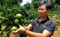 Sơn La xây dựng thương hiệu bưởi da xanh Mai Sơn